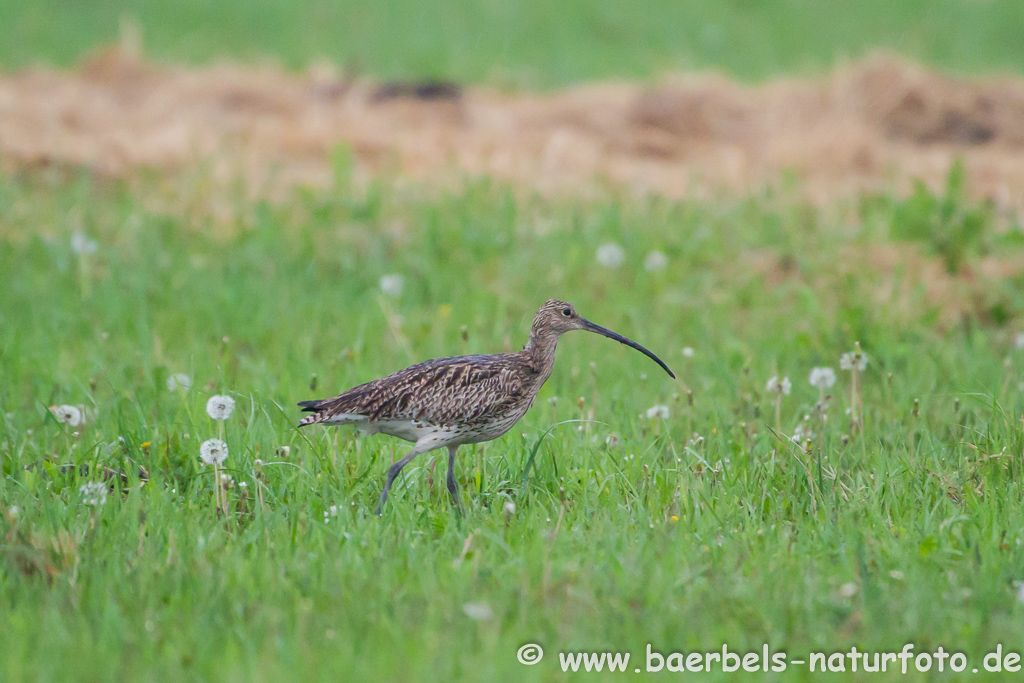 Grosser Brachvogel