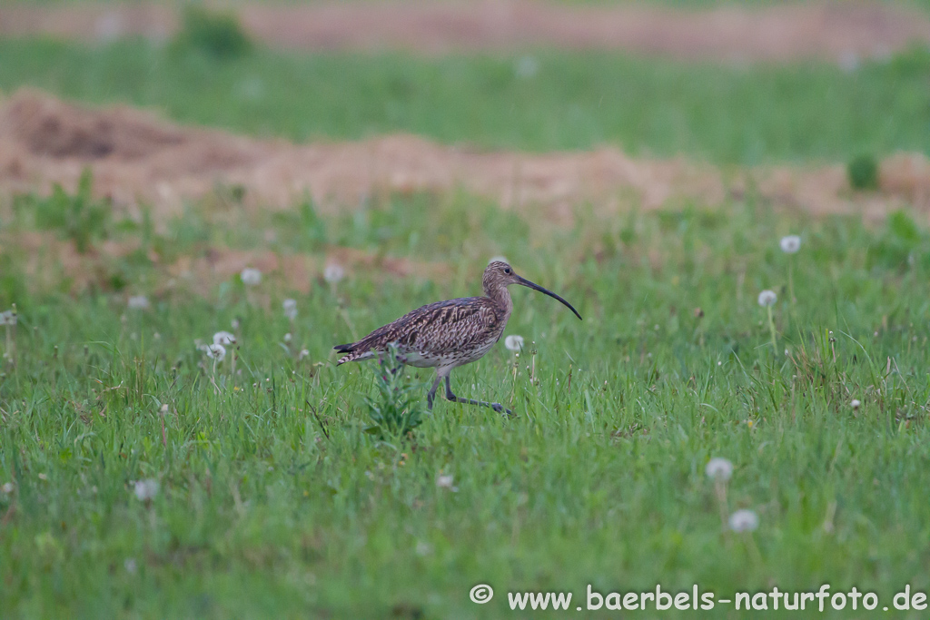 Grosser Brachvogel