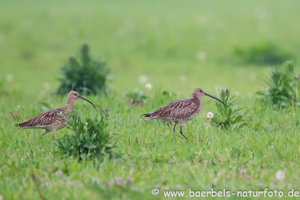 Grosser Brachvogel