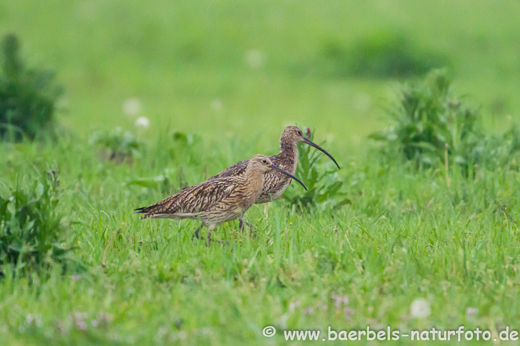 Grosser Brachvogel