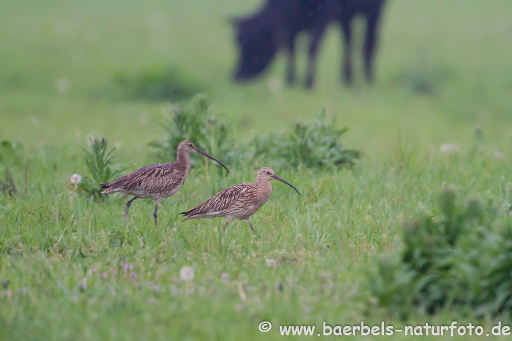 Grosser Brachvogel