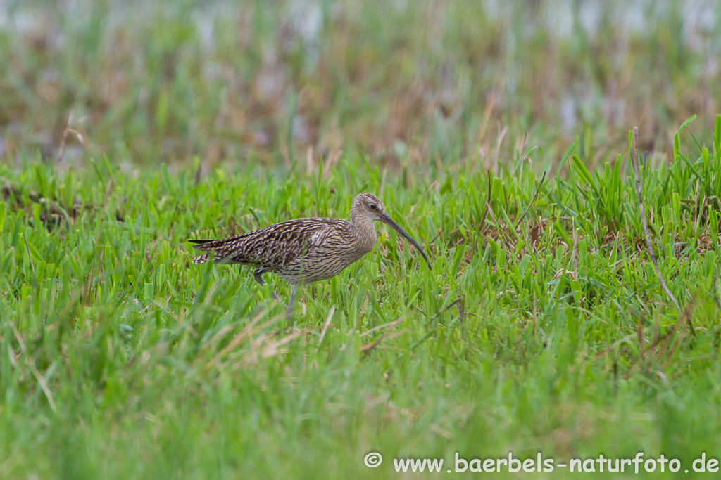 Grosser Brachvogel