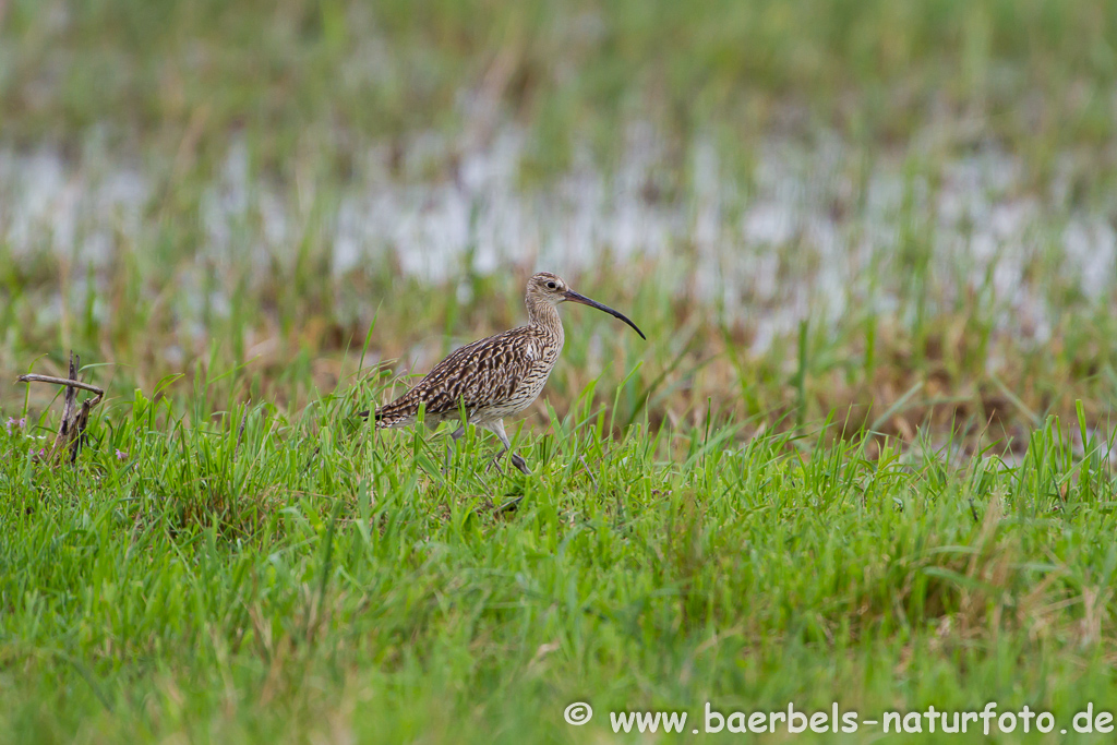 Grosser Brachvogel