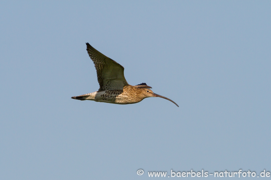 Grosser Brachvogel