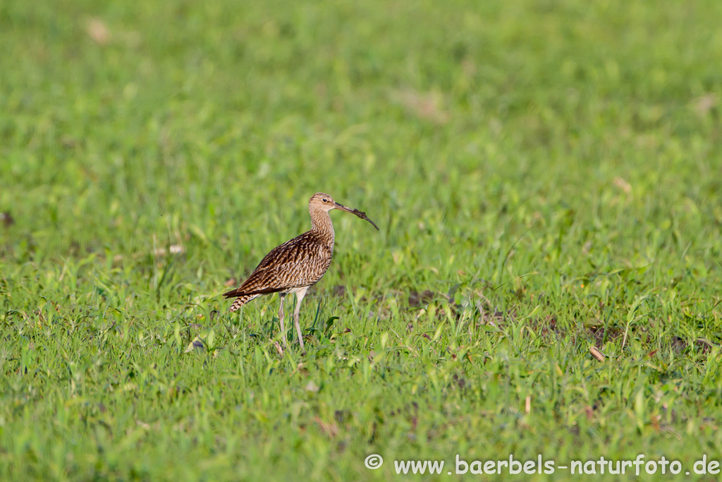 Grosser Brachvogel