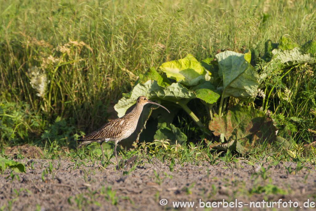 Grosser Brachvogel