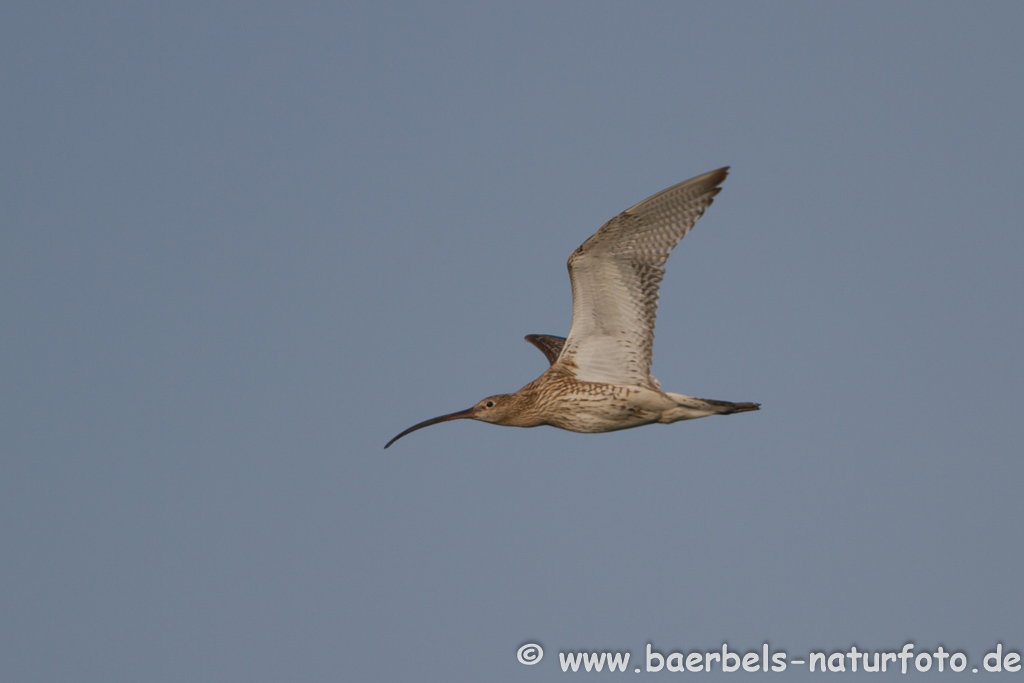 Grosser Brachvogel