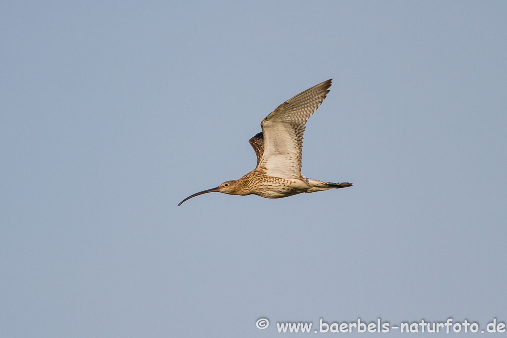 Grosser Brachvogel