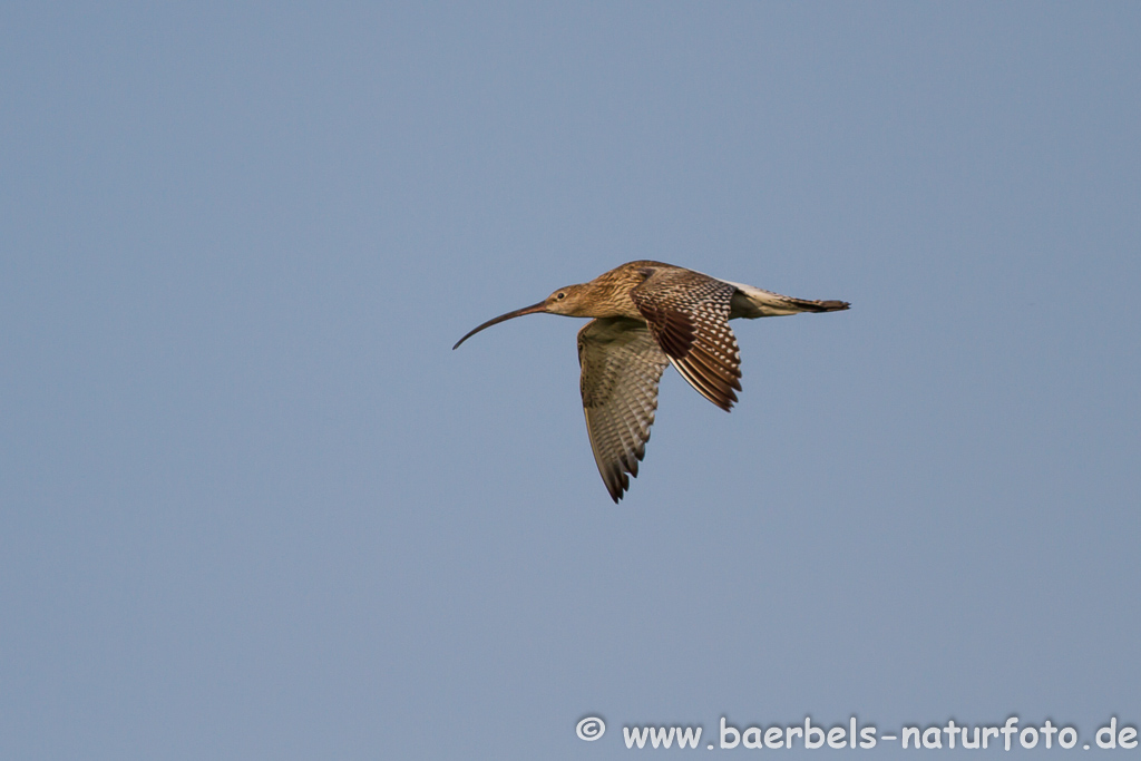 Grosser Brachvogel