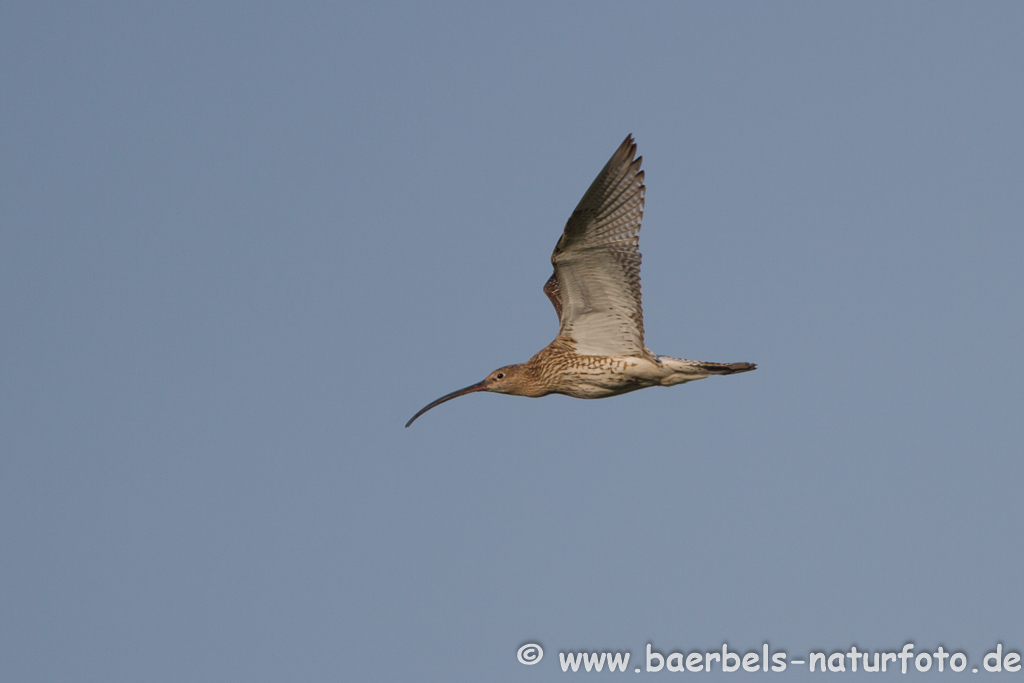 Grosser Brachvogel