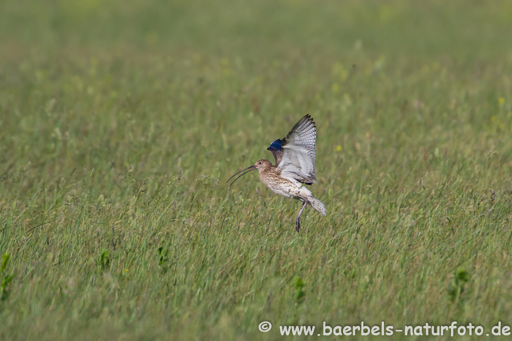 Grosser Brachvogel