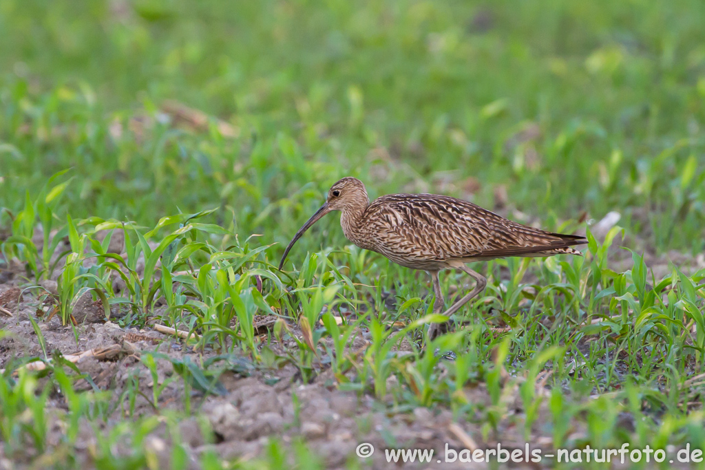 Grosser Brachvogel