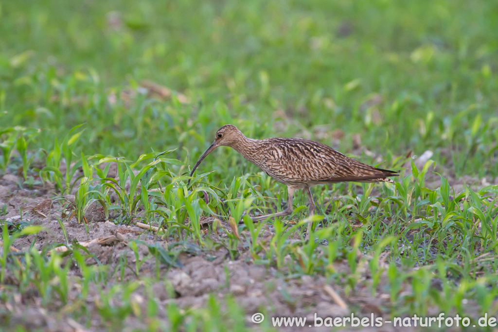 Grosser Brachvogel