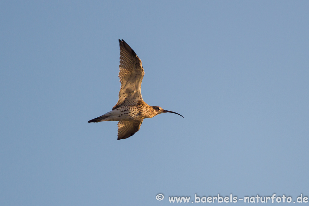 Grosser Brachvogel