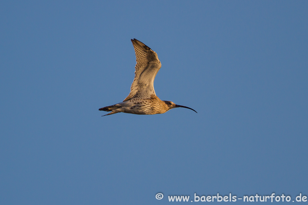 Grosser Brachvogel