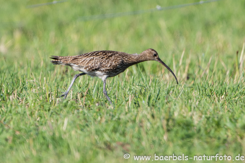 Grosser Brachvogel