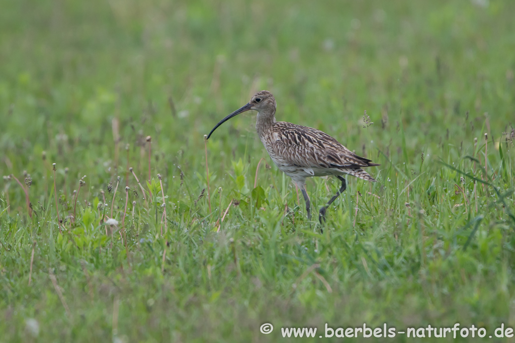 Grosser Brachvogel