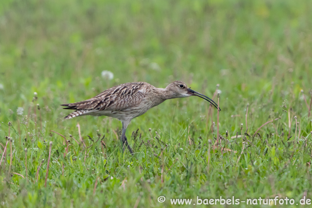 Grosser Brachvogel