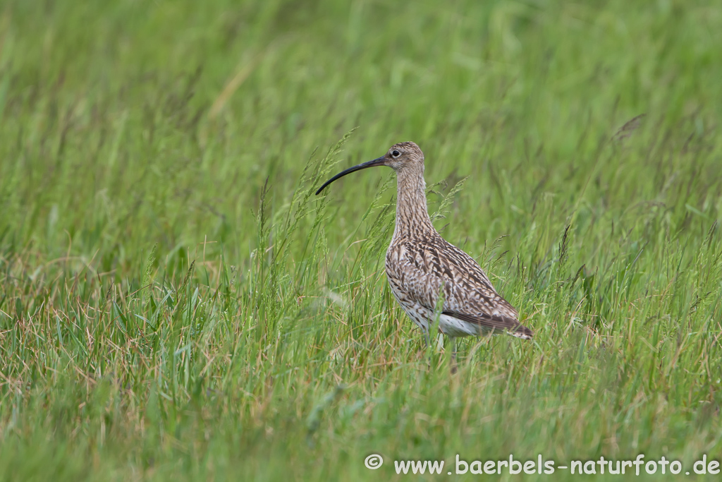 Grosser Brachvogel