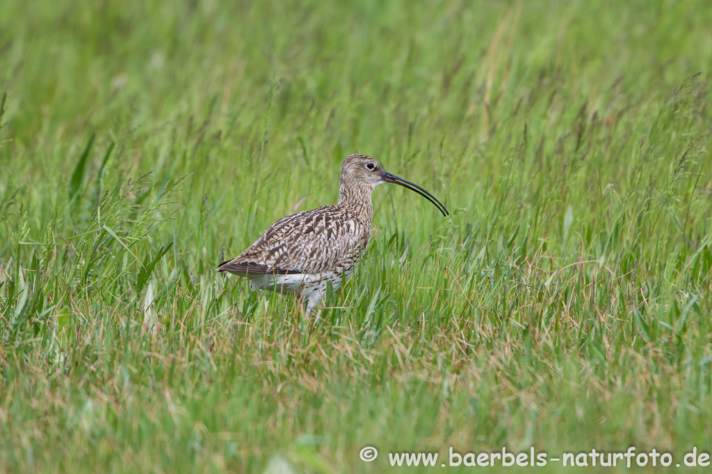 Grosser Brachvogel