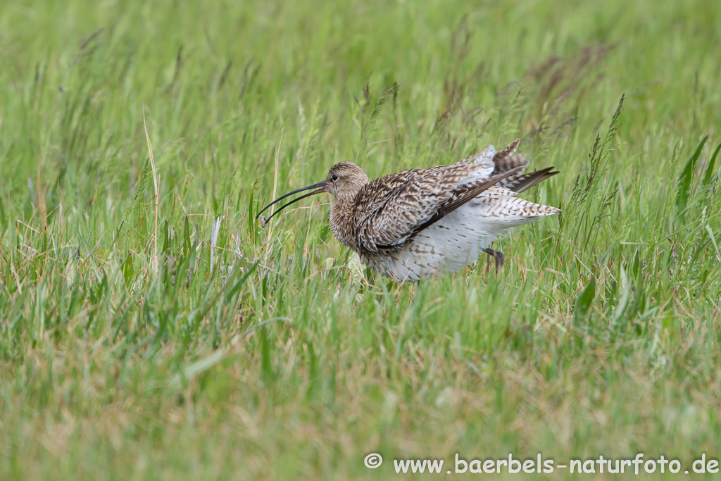 Grosser Brachvogel