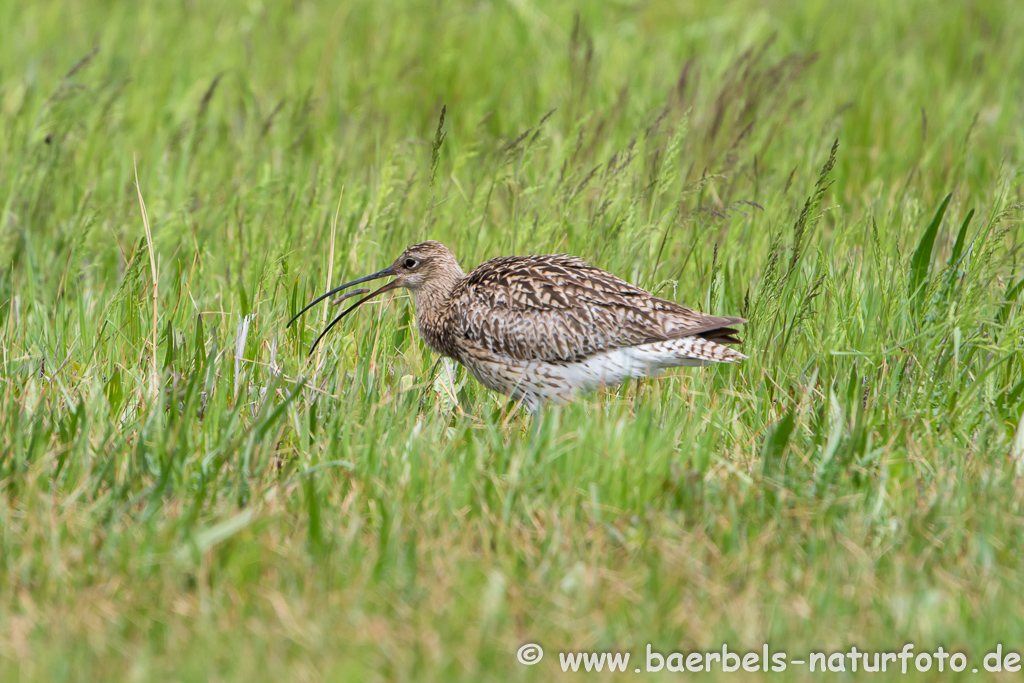 Grosser Brachvogel