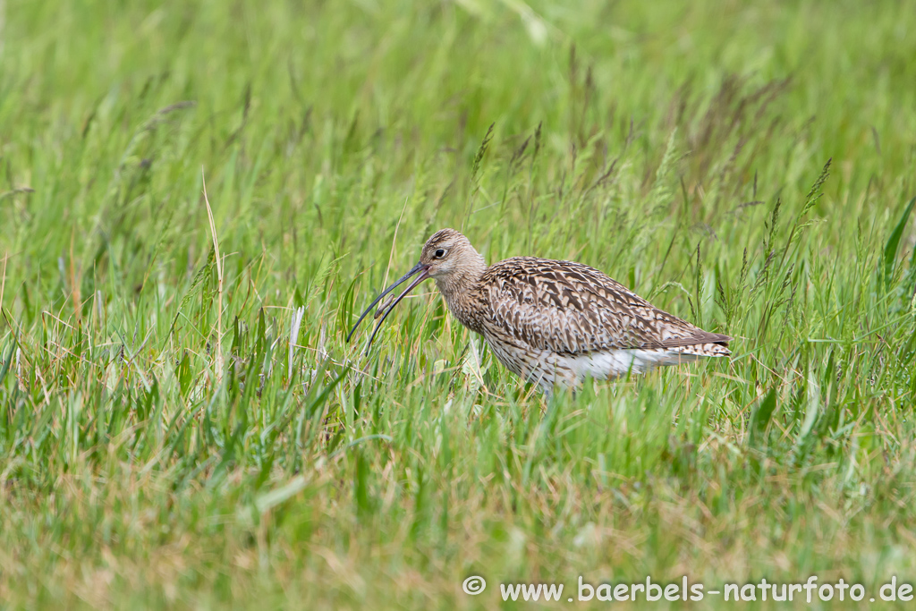 Grosser Brachvogel