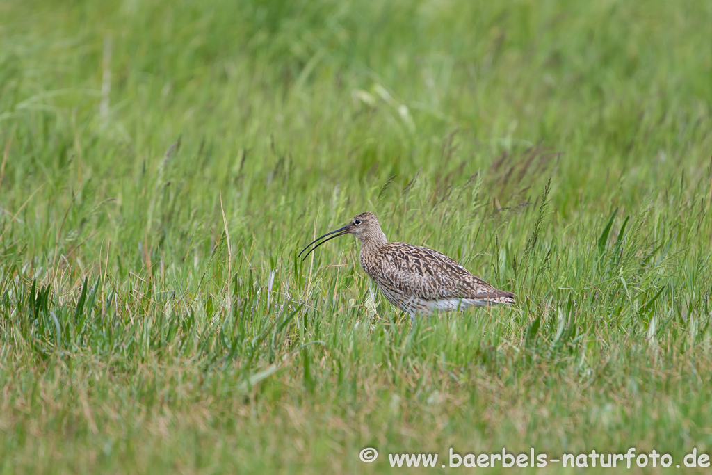 Grosser Brachvogel