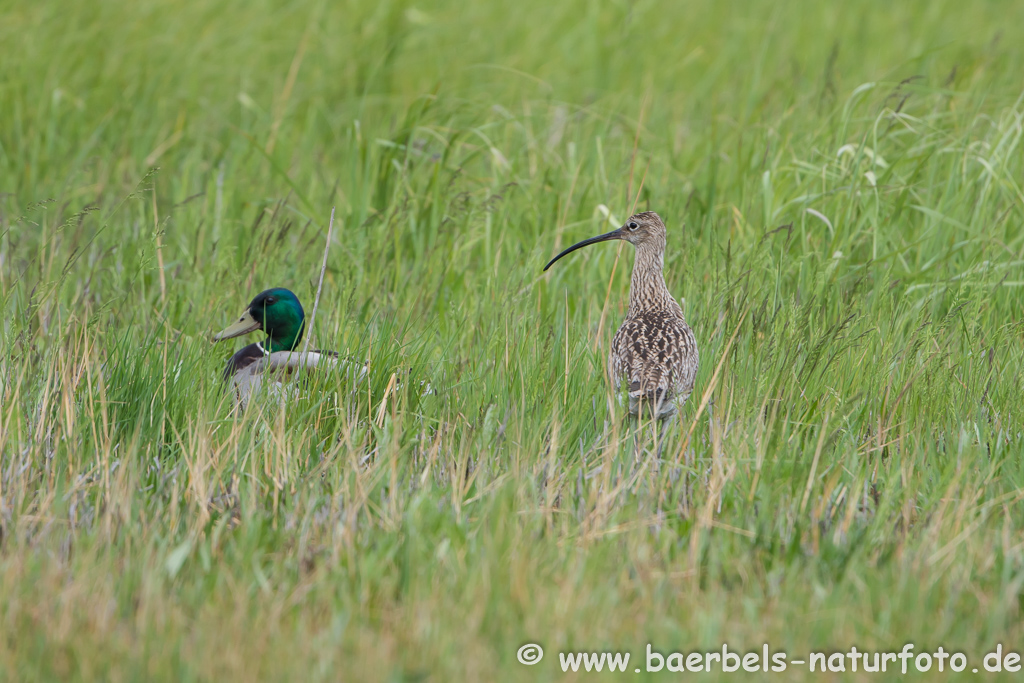 Grosser Brachvogel