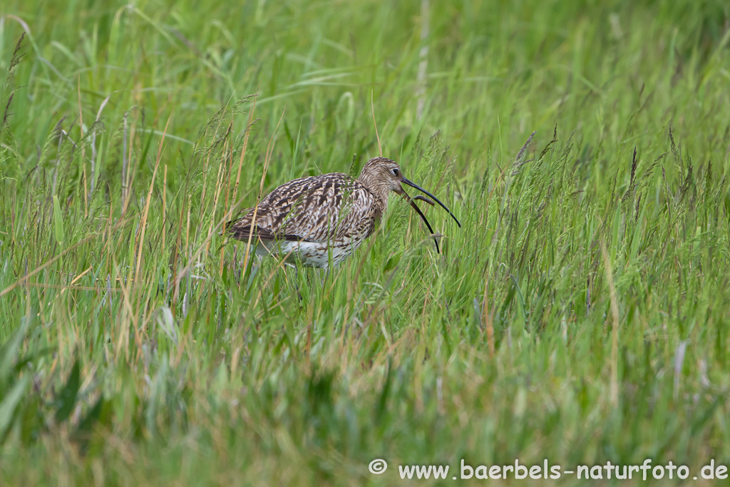 Grosser Brachvogel