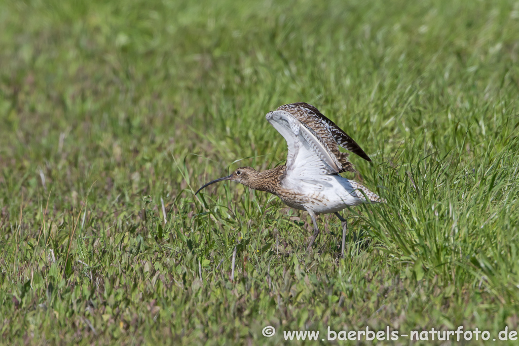 Grosser Brachvogel