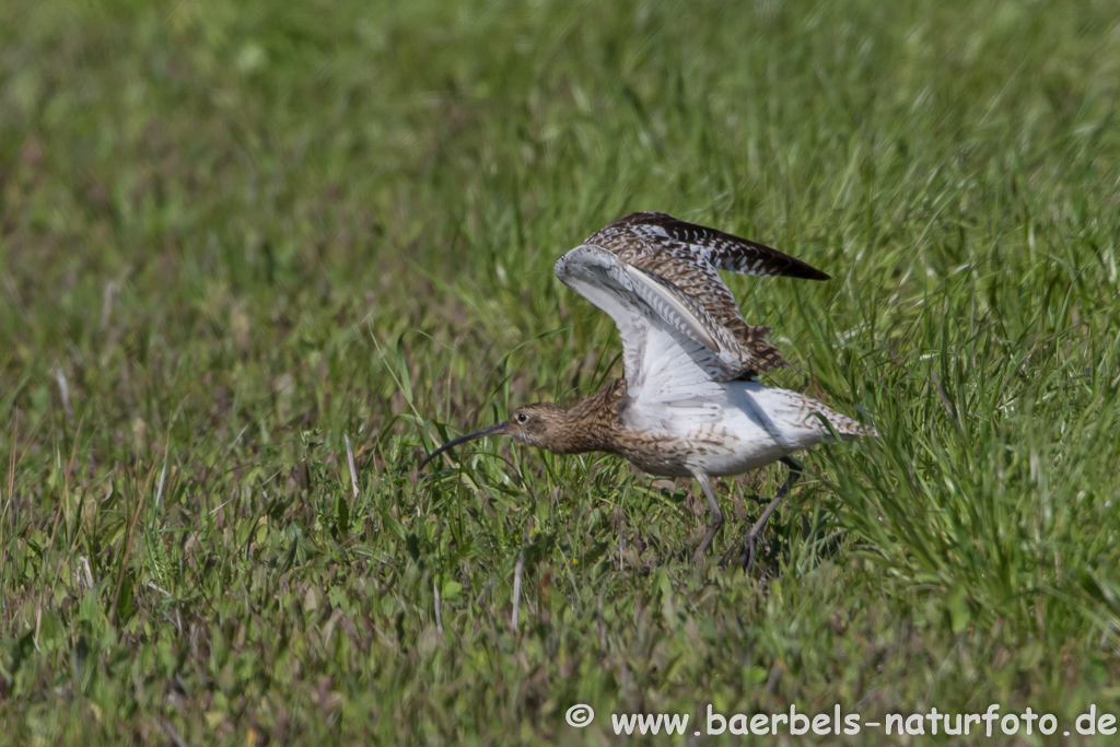 Grosser Brachvogel