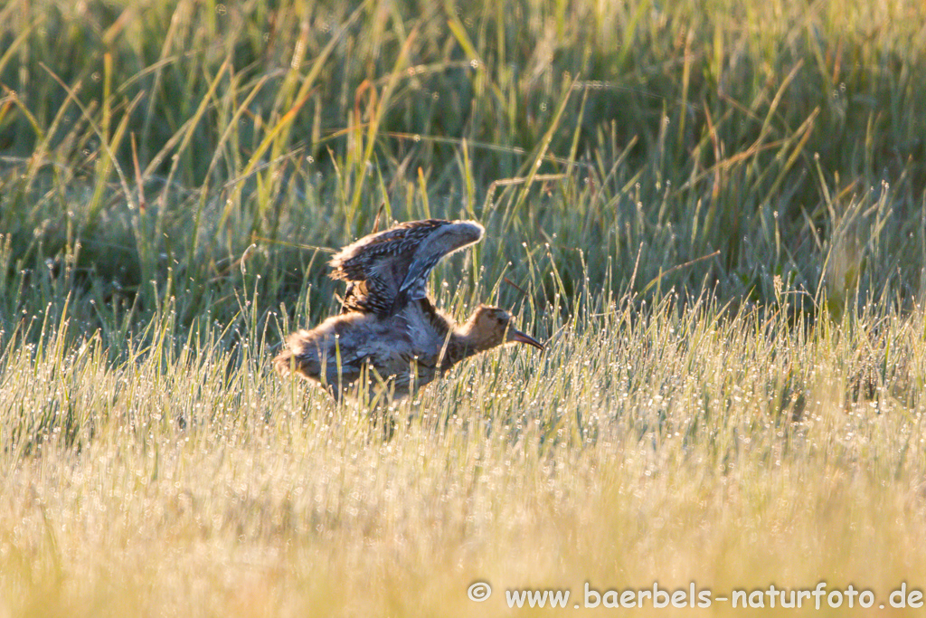 Grosser Brachvogel