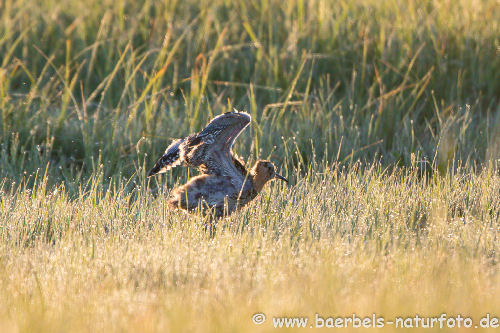 Grosser Brachvogel