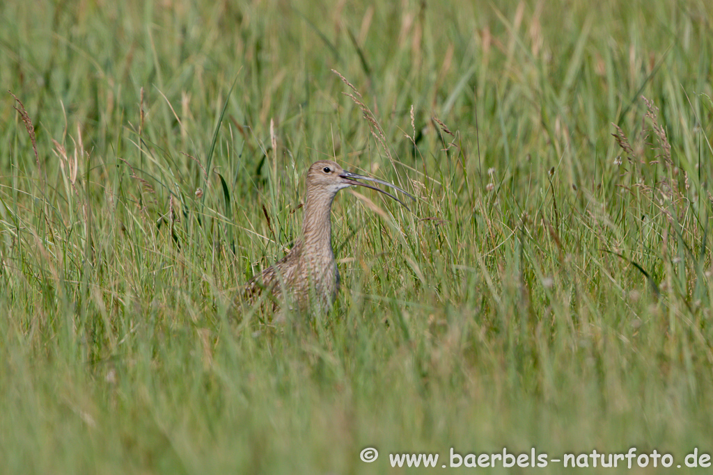 Grosser Brachvogel