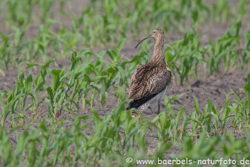 Grosser Brachvogel