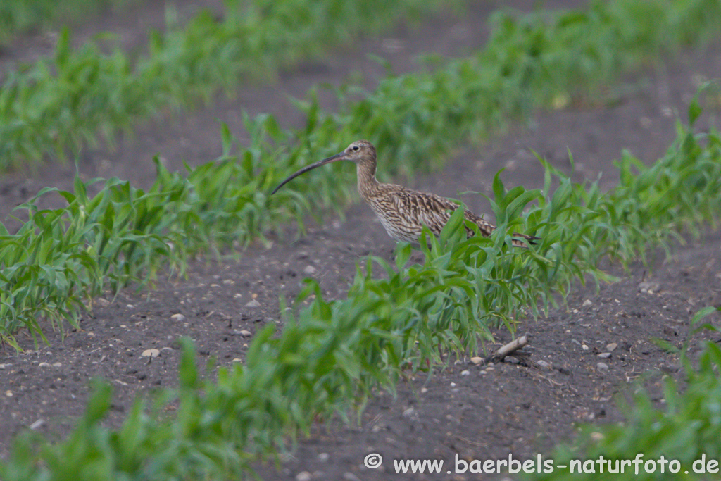 Grosser Brachvogel