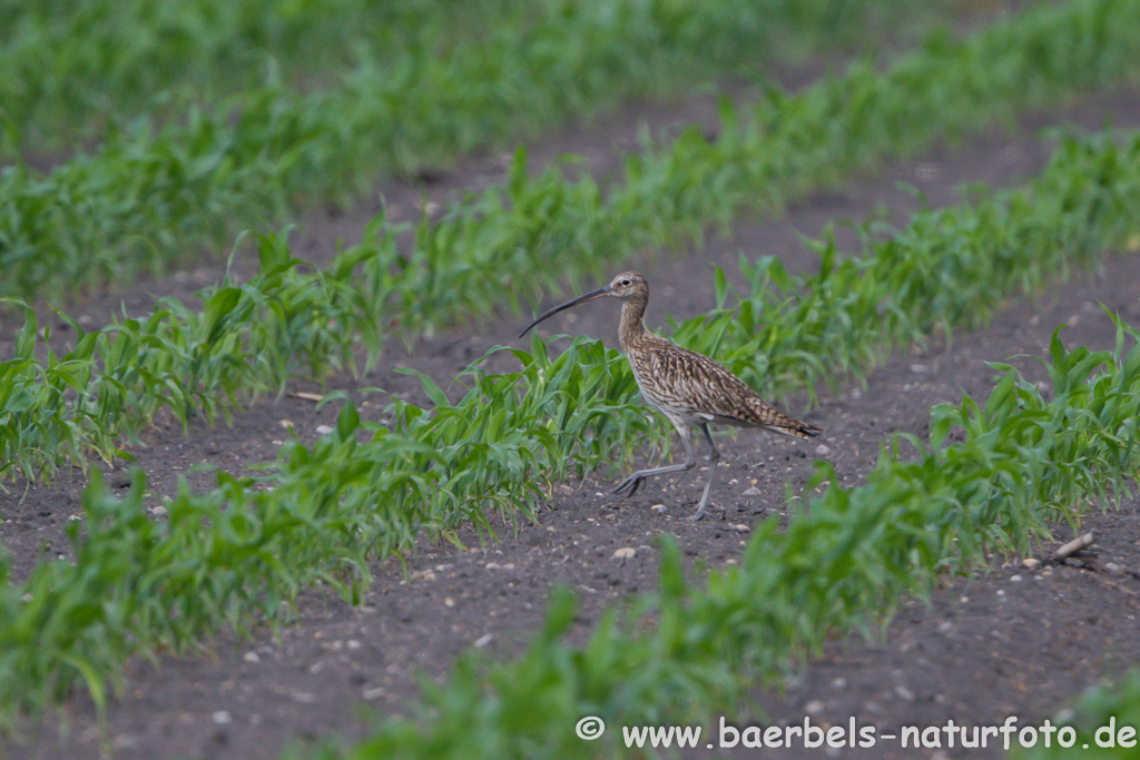 Grosser Brachvogel