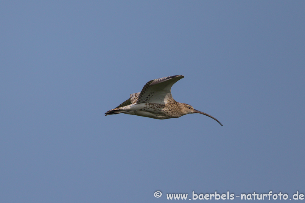 Grosser Brachvogel