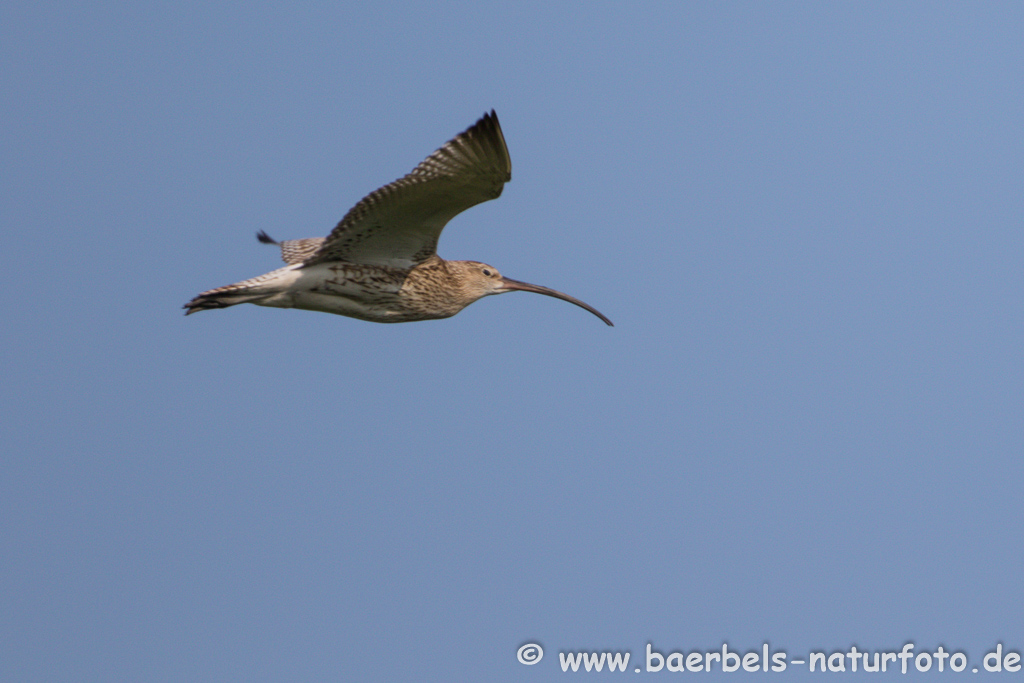 Grosser Brachvogel