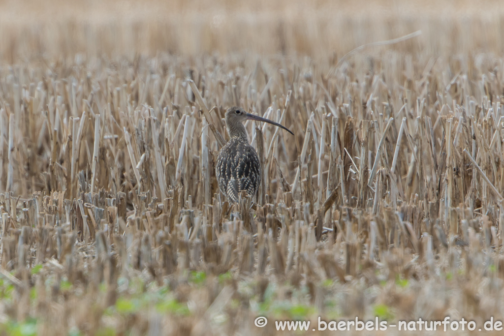 Grosser Brachvogel