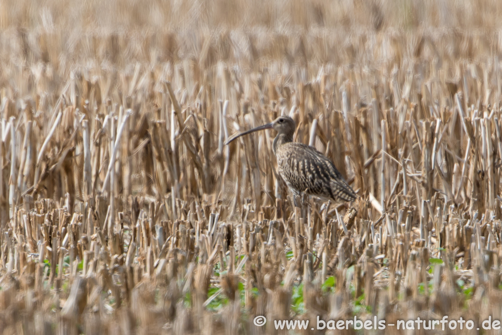 Grosser Brachvogel