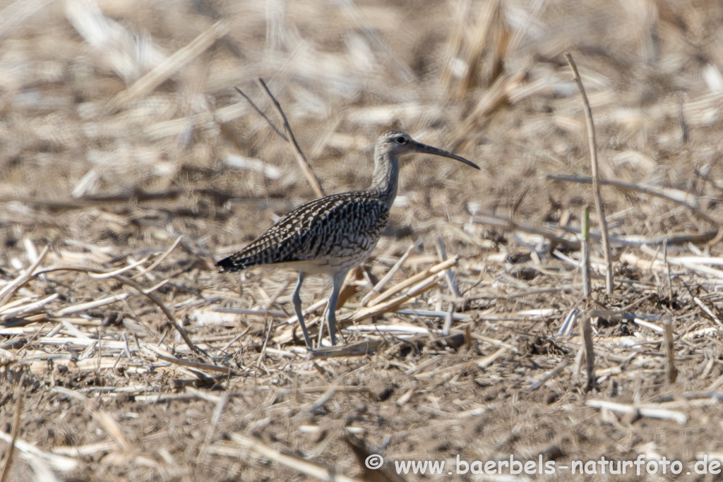 Grosser Brachvogel