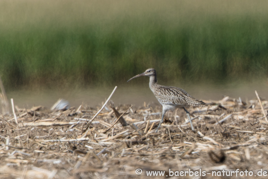 Grosser Brachvogel