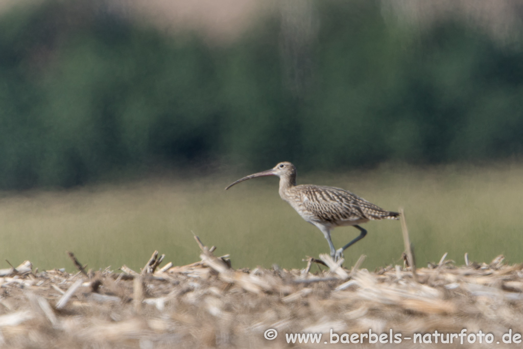 Grosser Brachvogel