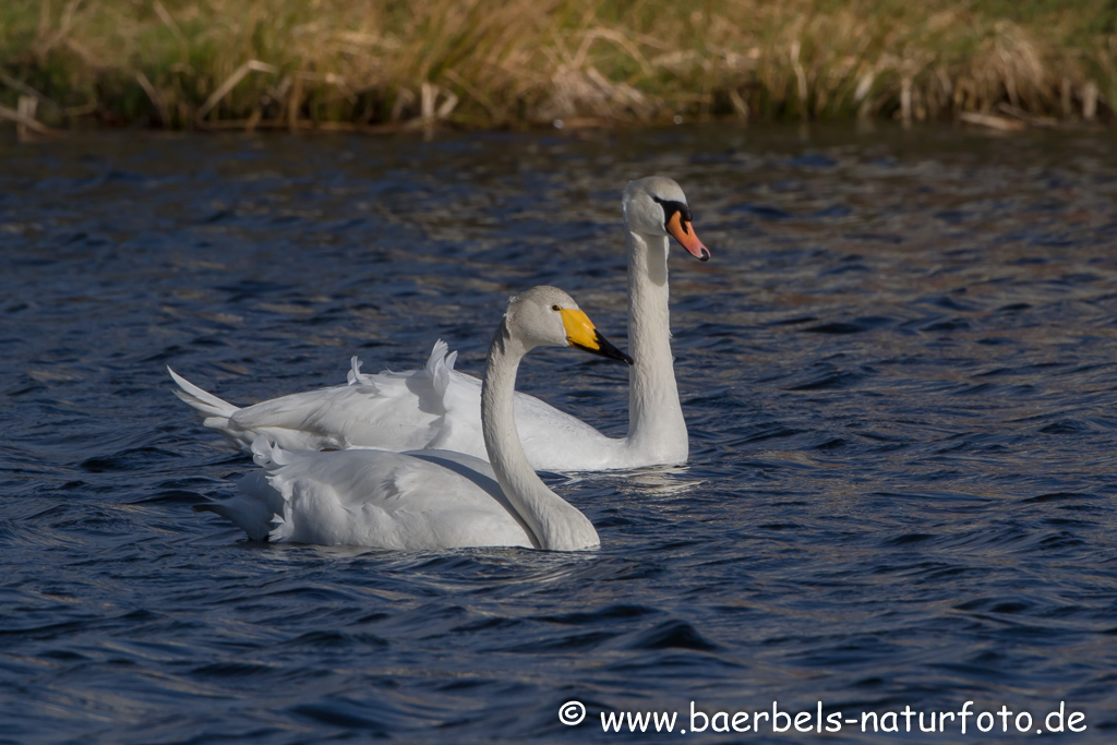 Hoeckerschwan