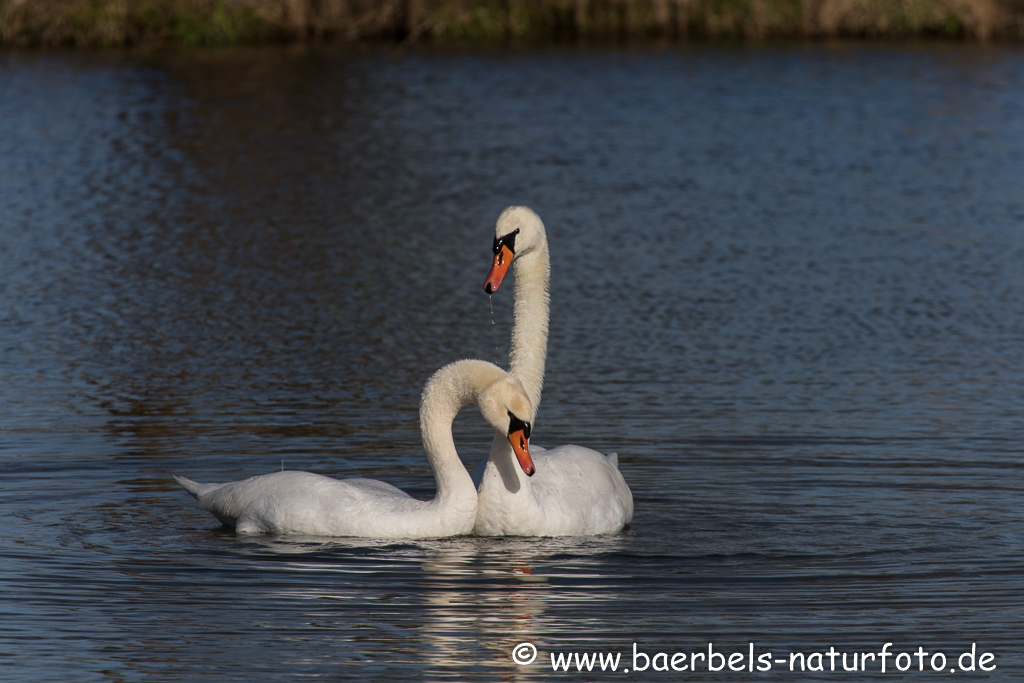 Hoeckerschwan