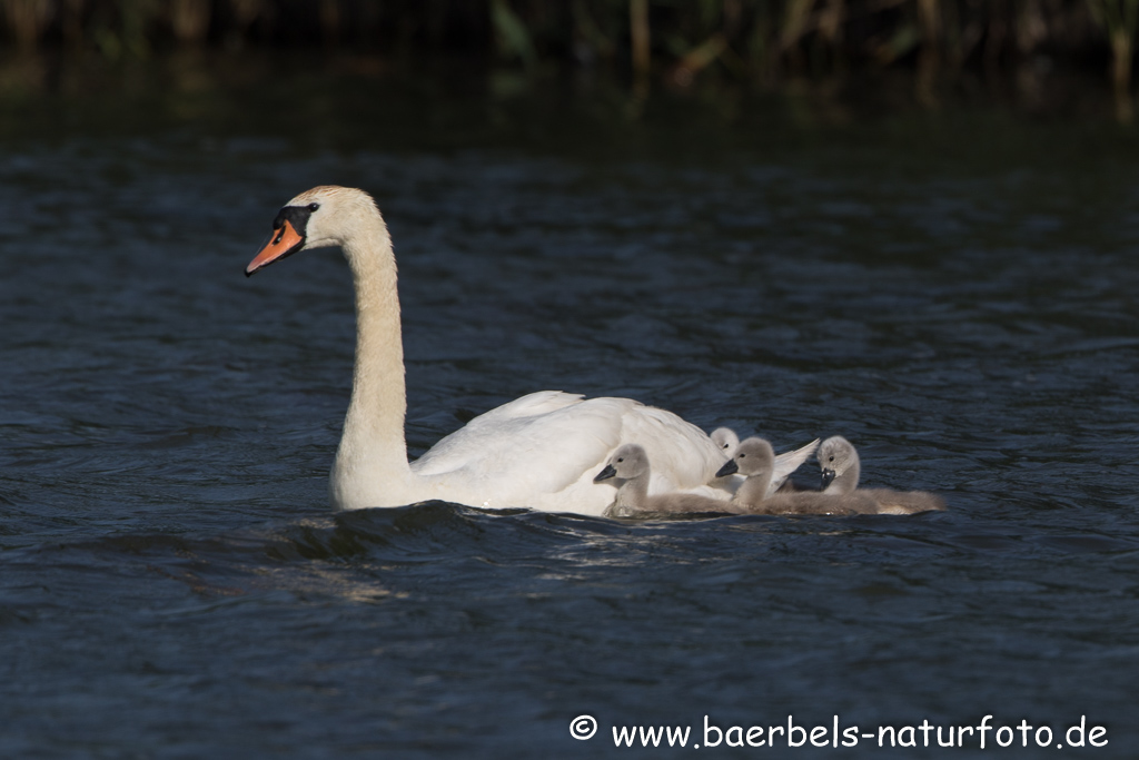 Hoeckerschwan