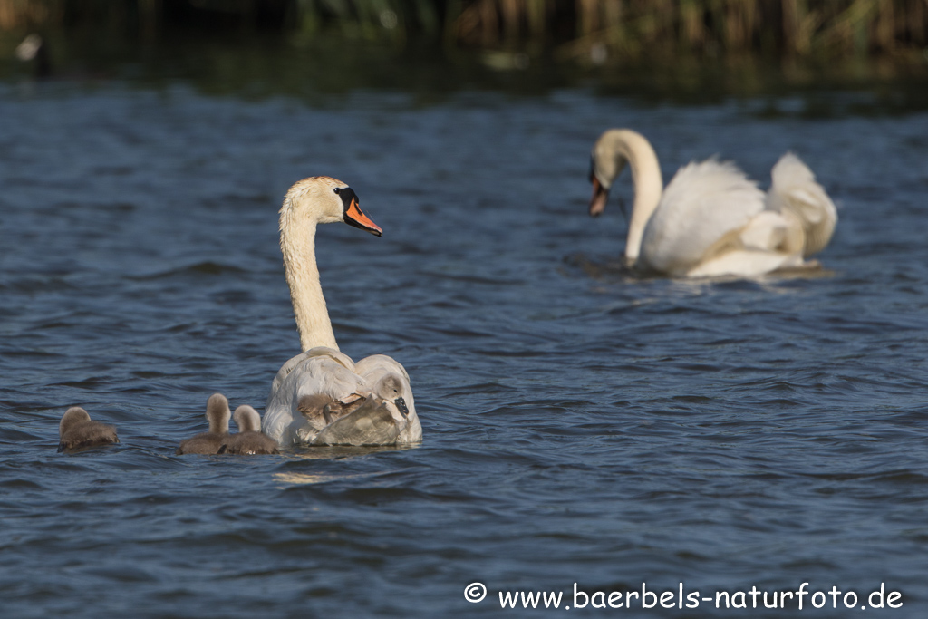 Hoeckerschwan