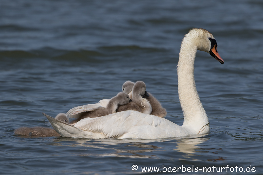 Hoeckerschwan